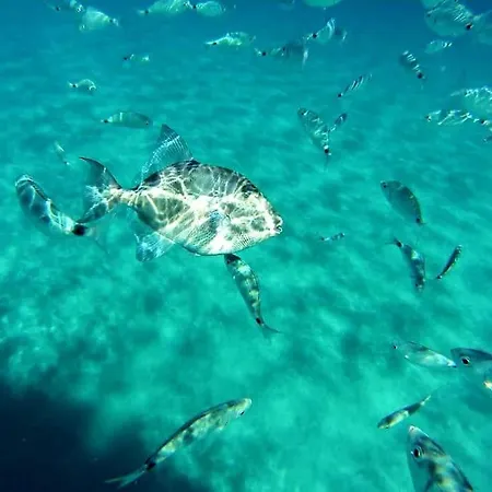 Angelina Vacation Ever